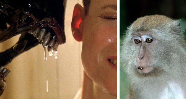 Experimento con monos sería clave para lograr hibernación artificial en viajes espaciales