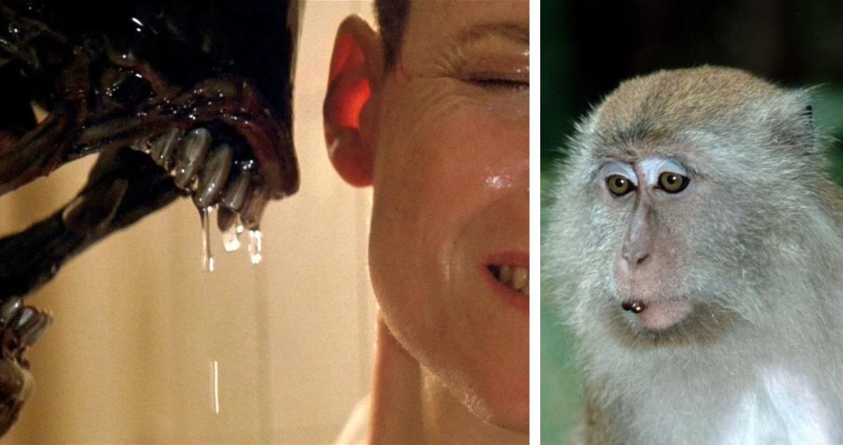 Experimento con monos sería clave para lograr hibernación artificial en viajes espaciales
