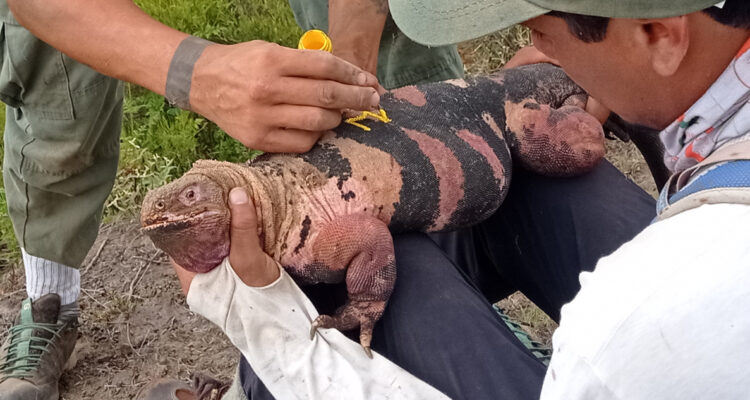 Crías de iguanas rosadas
