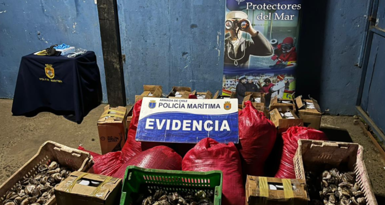 Incautan locos en Ancud