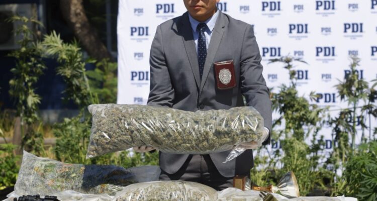 Incautan plantas de cannabis en Lo Espejo