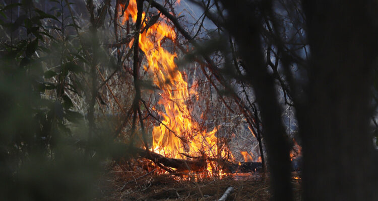 Incendios forestales: más de 2.500 hectáreas han sido consumidas en la zona central