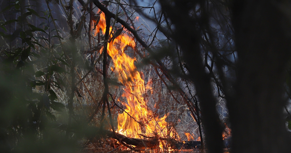 Incendio forestal en Tomé