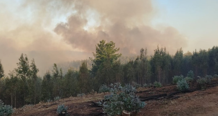 incendios forestales La Araucanía