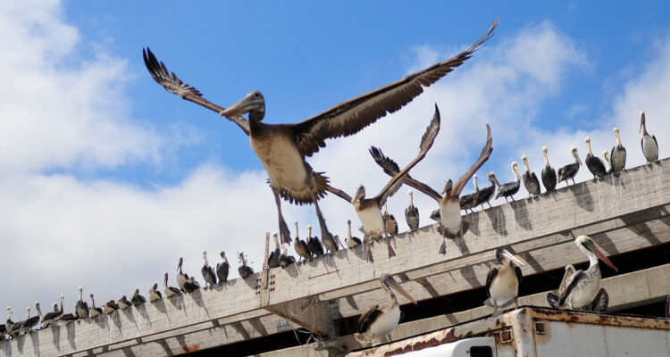 Influenza aviar: Colmevet pide evitar el contacto con animales sospechosos de tener el virus