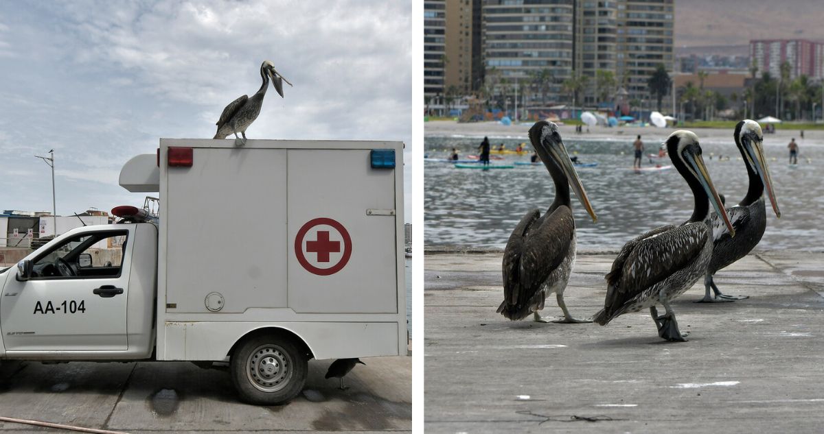 Declaran Emergencia Zoosanitaria por influenza aviar en región de Arica y Parinacota