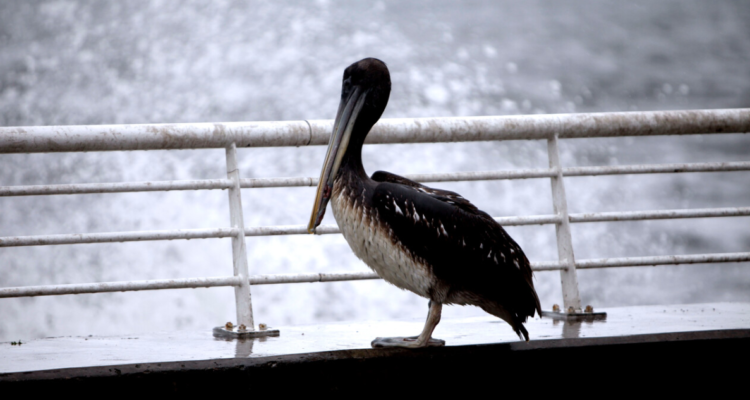Pelícano en la costa, uno de los tipos de ave afectados por la influenza aviar en Chile.