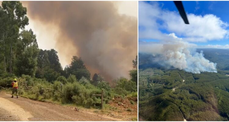 Investigan origen de incendio forestal en Paillaco
