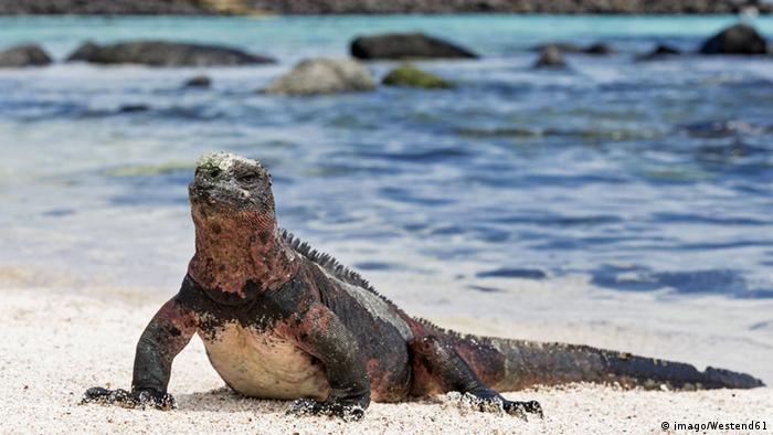 Islas Galápagos, uno de los lugares en vía de desaparecer del mundo