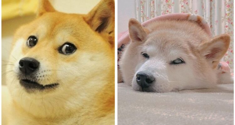 Kabosu, la perrita del meme “Doge”, recibe complejo diagnóstico: “Está en una condición peligrosa”