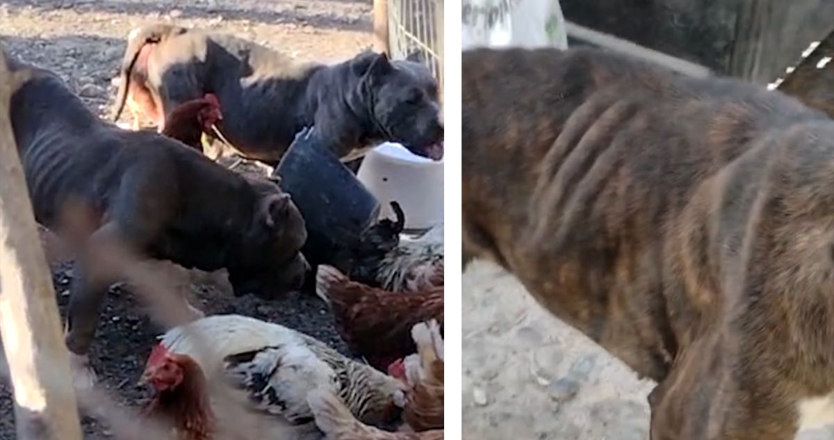 Caso de maltrato animal en Talagante: uno era encargado del registro de genalogía de perros en Chile