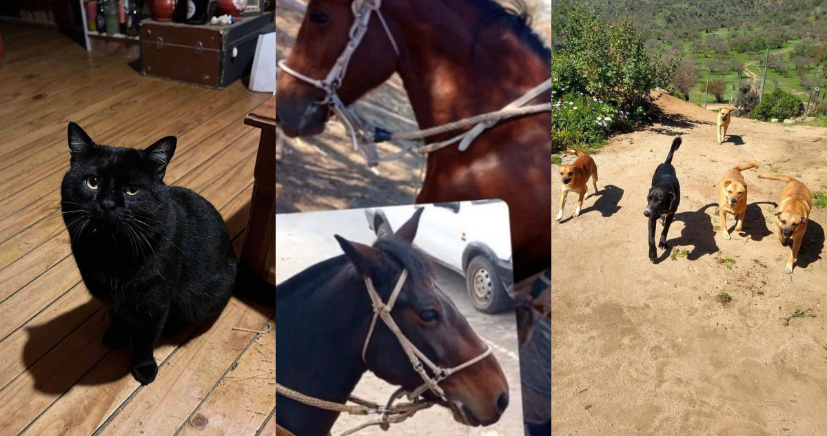 Mascotas perdidas durante incendio en Melipilla