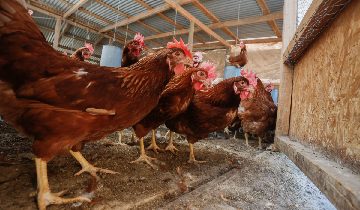 Medidas para evitar contagio de influenza aviar