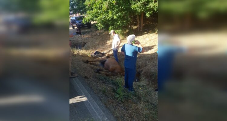 Querella por muerte de yegua en cercanías de Santuario Lo Vásquez
