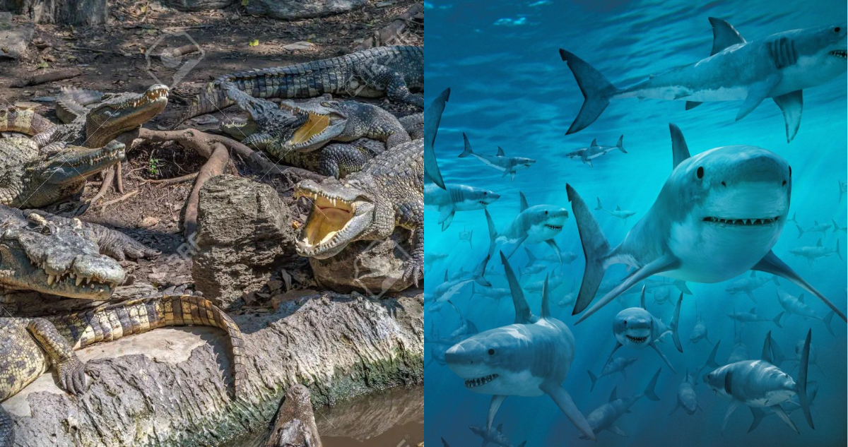 Naufragio en lugar con cocodrilos y tiburones