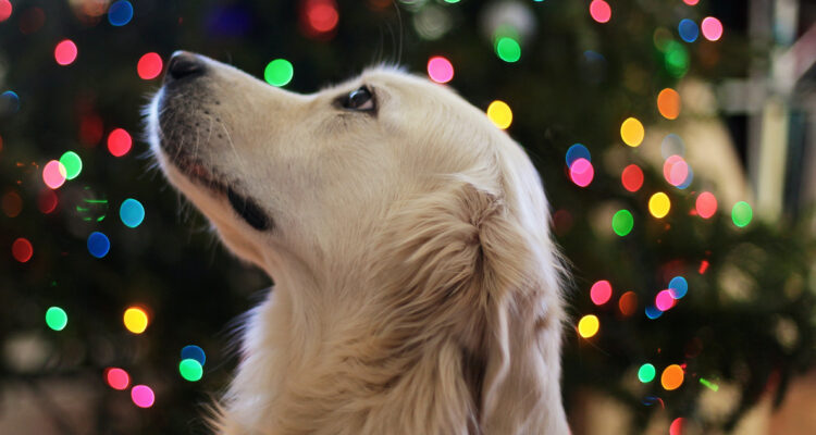 Por qué la Navidad es un peligro para tus mascotas