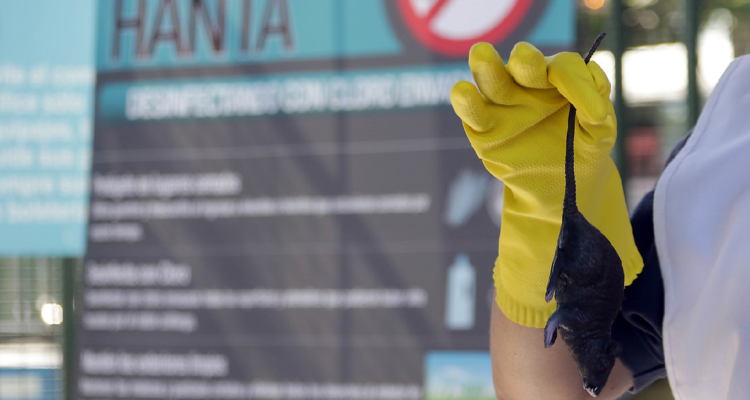 Confirman nuevo caso de virus Hanta en Chile: contagiado es un adolescente de Palena