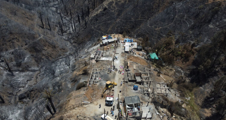 Piden apurar ley para proteger la Palma Chilena tras daños por incendio forestal en Viña del Mar