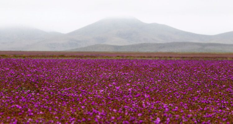parque desierto florido