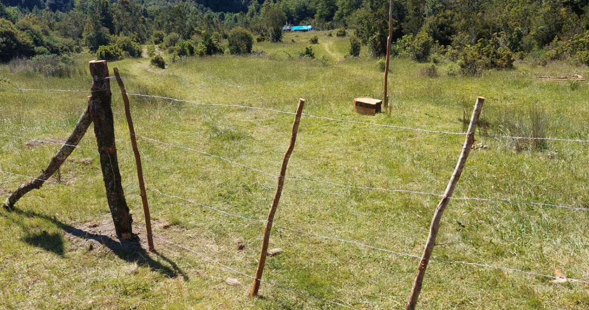 Parque Nacional Alerce Andino