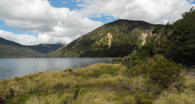 Denuncian a empresa inmobiliaria por eludir evaluación ambiental en Parque Nacional Puyehue