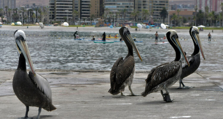 Pelicanos en la playa
