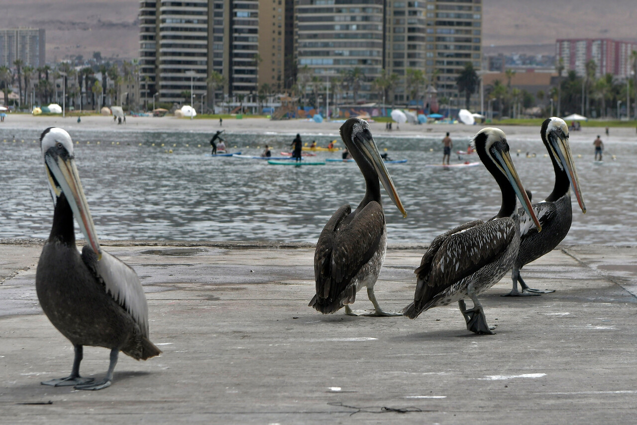 Pelicanos en la playa