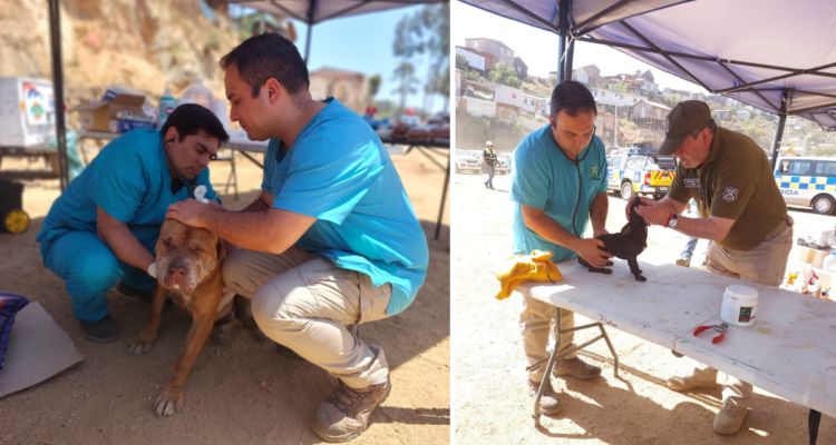 Perrita preñada encuentra hogar gracias a operativo de Carabineros por megaincendio en Viña del Mar