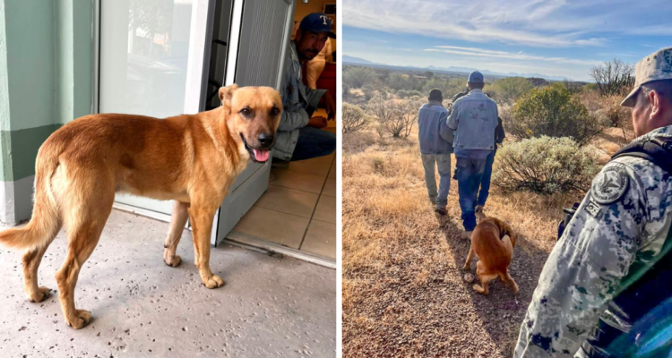 Perro que encontró a su dueño luego de que estuviera desaparecido por una semana en México