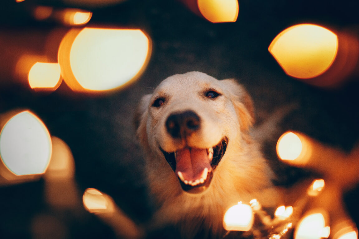 Perro en medio de luces de Navidad