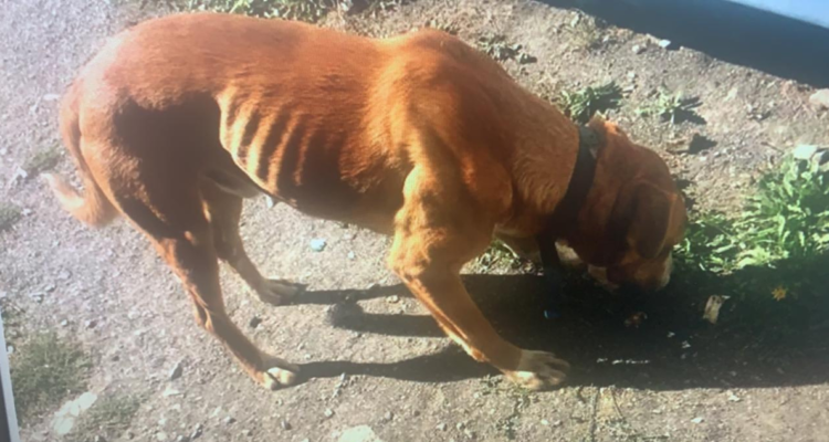 Denuncian perros desnutridos en astillero Asmar por orden que prohíbe a trabajadores alimentarlos
