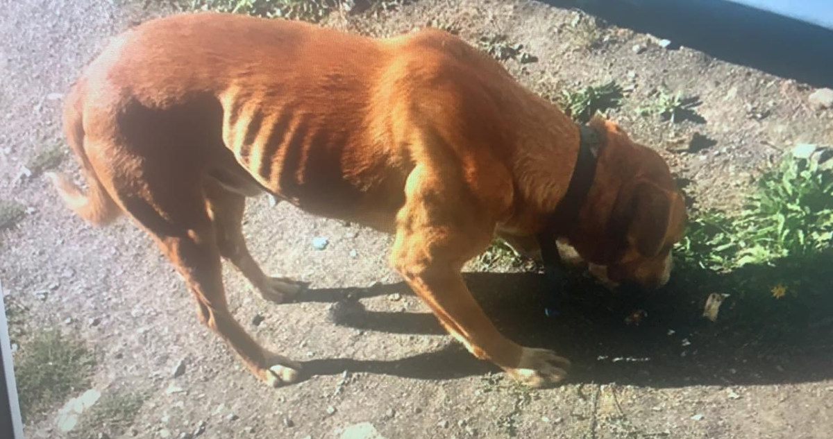 Denuncian perros desnutridos en astillero Asmar por orden que prohíbe a trabajadores alimentarlos