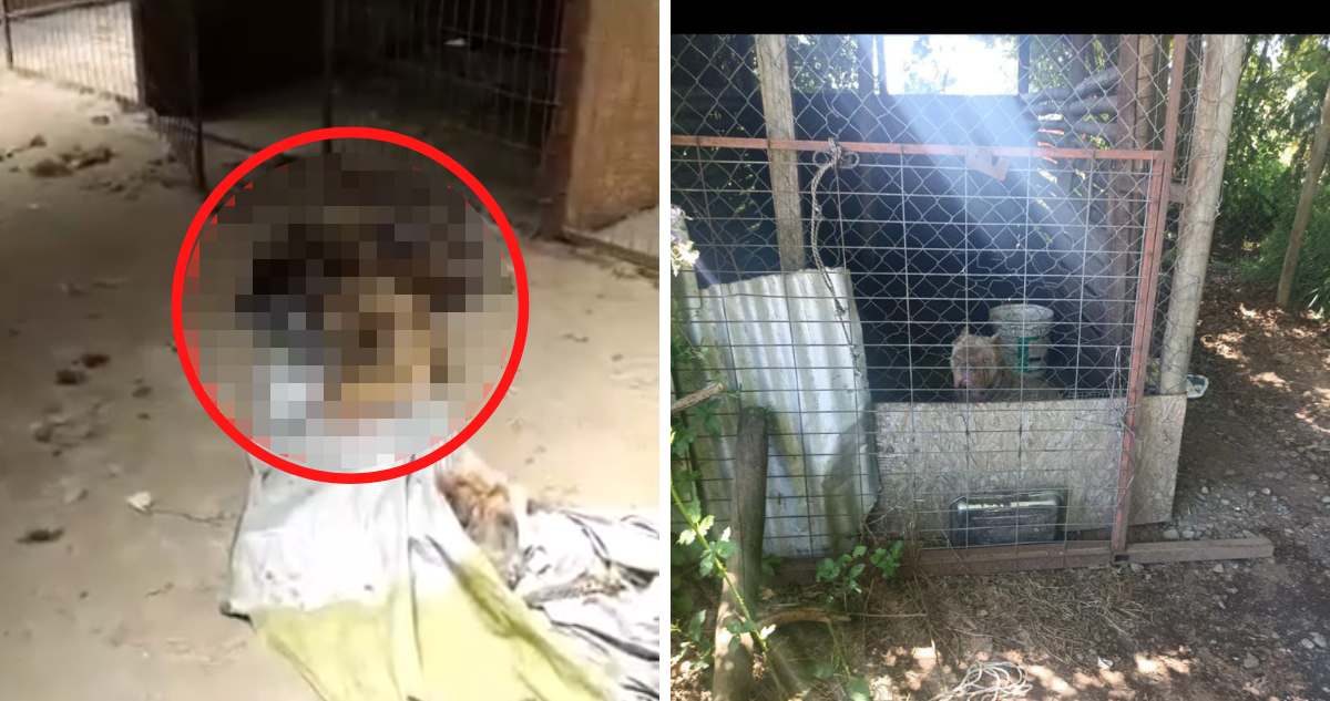 Paseo de curso termina en denuncia por perros muertos y encerrados en quincho de Los Ángeles