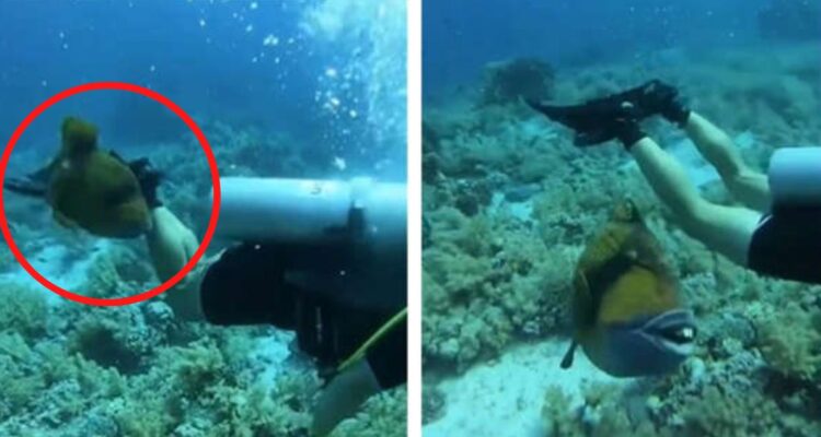 Pez ballestas, con dientes humanos mordió a un buzo en las costas de Egipto, este animal también está en las aguas de Chile