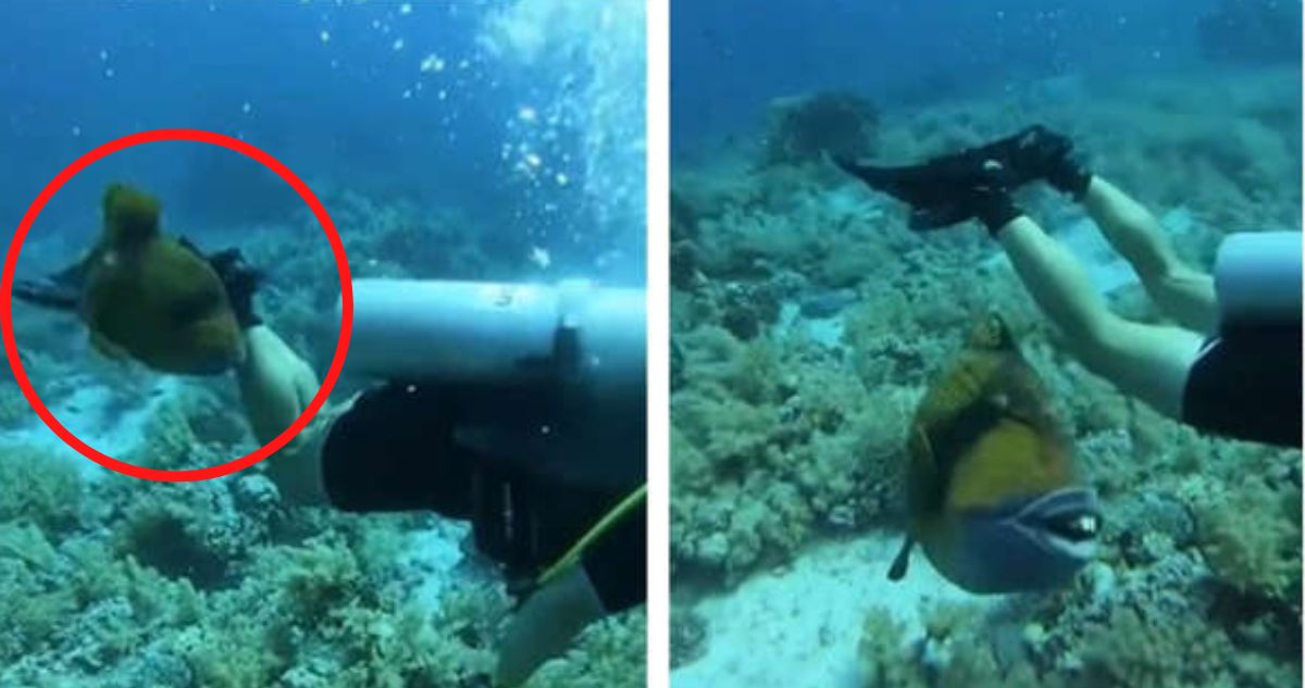 Pez ballestas, con dientes humanos mordió a un buzo en las costas de Egipto, este animal también está en las aguas de Chile