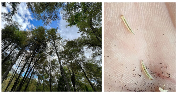 Polilla y bosque de Las Trancas