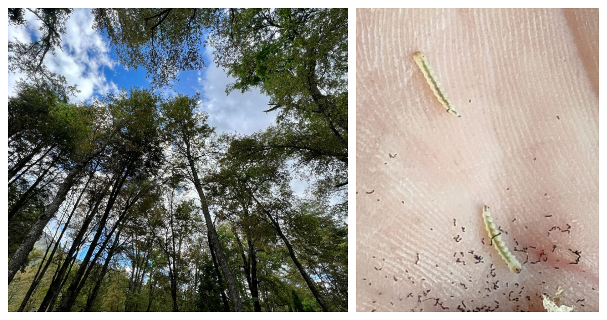 Polilla y bosque de Las Trancas