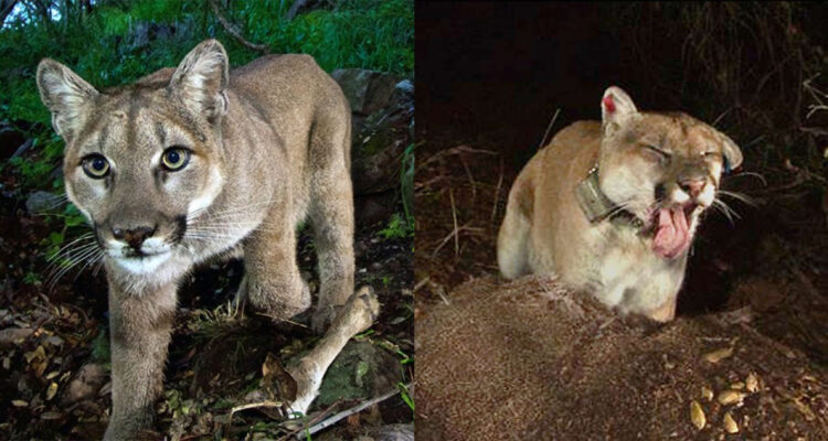 Muere popular puma que vivía en Hollywood