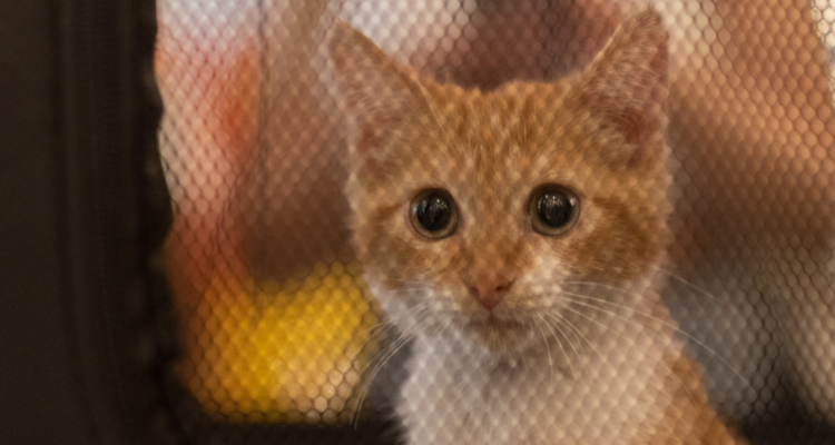 resguardo de mascotas en zonas afectadas por incendios
