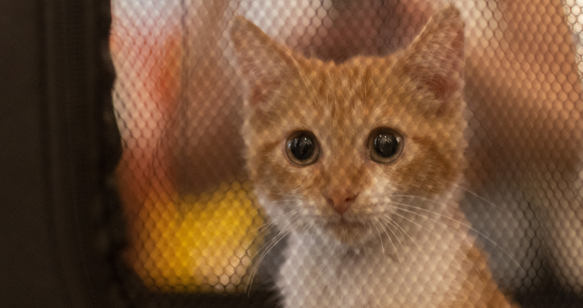 resguardo de mascotas en zonas afectadas por incendios