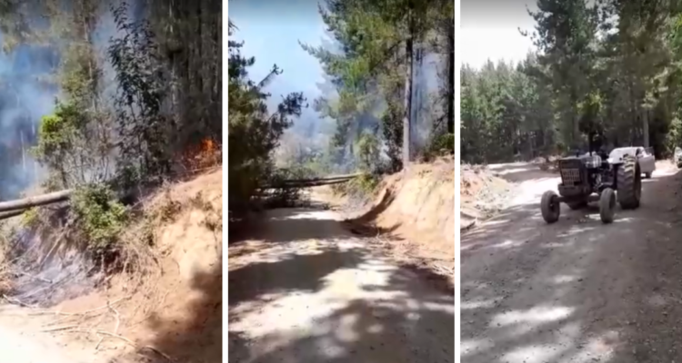 roban madera en predio de Arauco