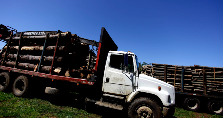 robo madera Bío Bío