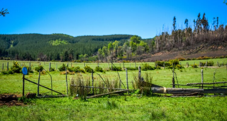 Justicia ordena al SAG respetar suspensión de instructivo para parcelaciones en predios rurales