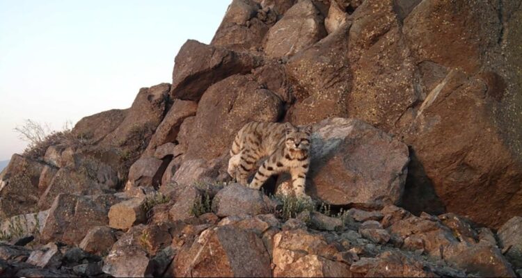 SAG rechaza plan de monitoreo de minera Vizcachitas para protección de gato andino