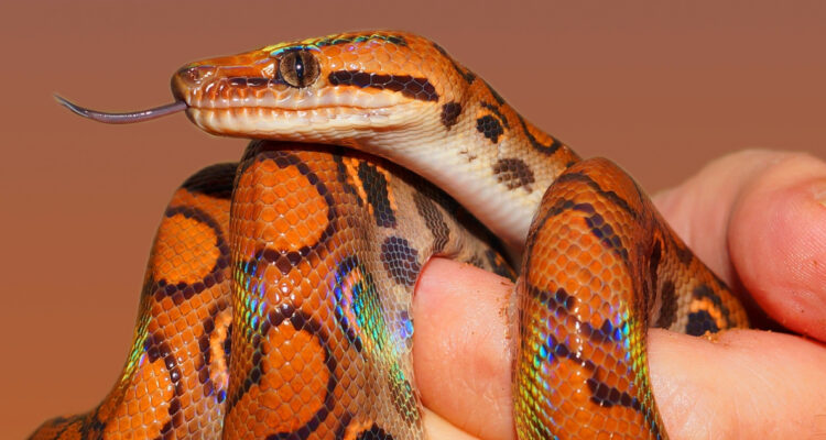 Estudio afirma que las serpientes tienen clítoris