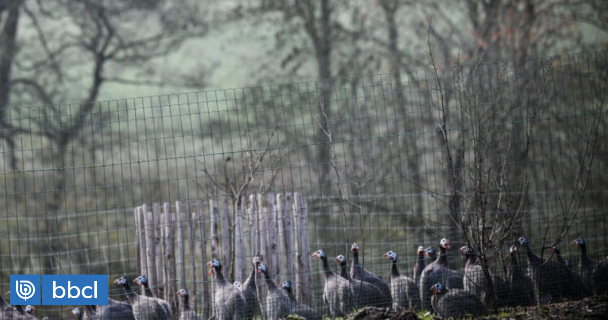 Europe is experiencing the most devastating bird flu crisis in its history |  Health & Wellness