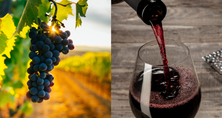 Tecnología para analizar microorganismo en el vino