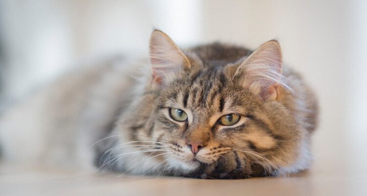 Expertos definieron cinco tipos de personalidad de los gatos