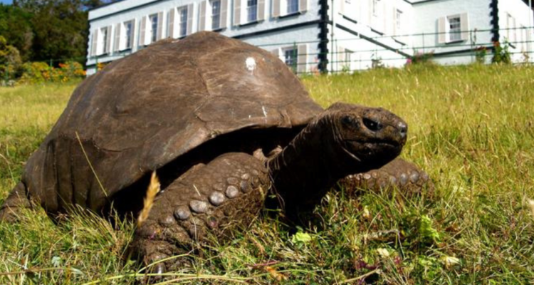 tortuga más vieja historia