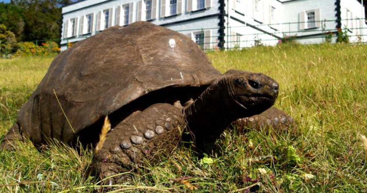tortuga más vieja historia